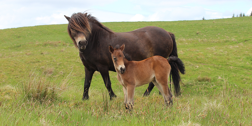 Exmoor ponies introduced to Cochno Farm